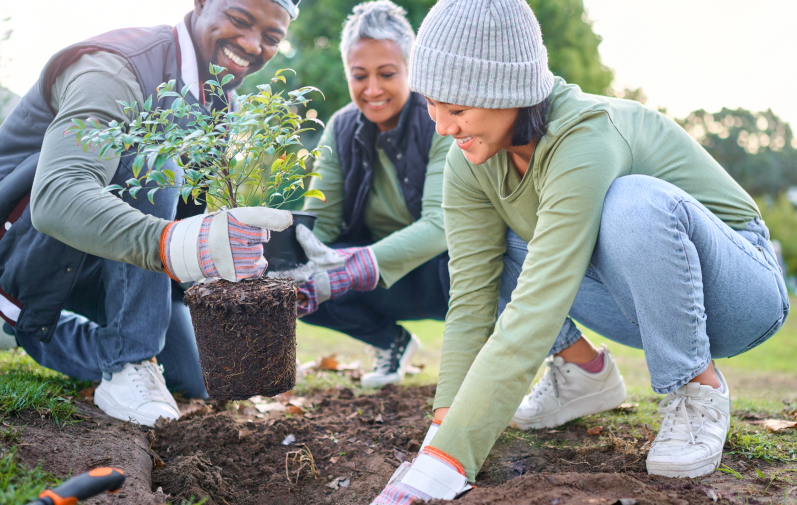Three people planting a tree.